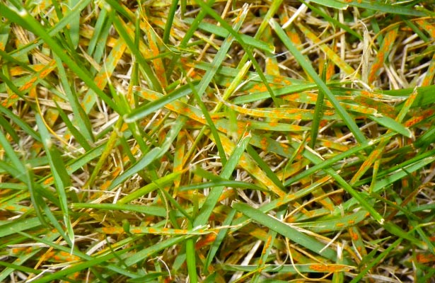 Is Grass Rust Harmful To Dogs?