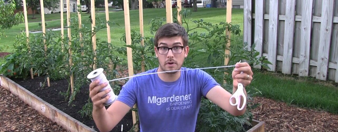 Is It Better To Stake Or Cage Tomatoes?