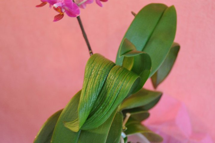 What Do Overwatered Orchid Leaves Look Like?