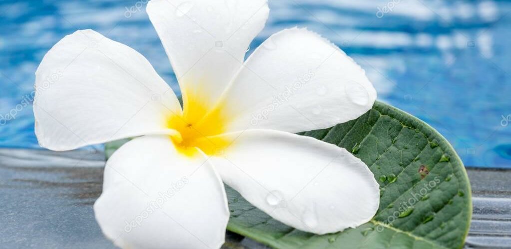 What Does An Underwatered Plumeria Look Like?