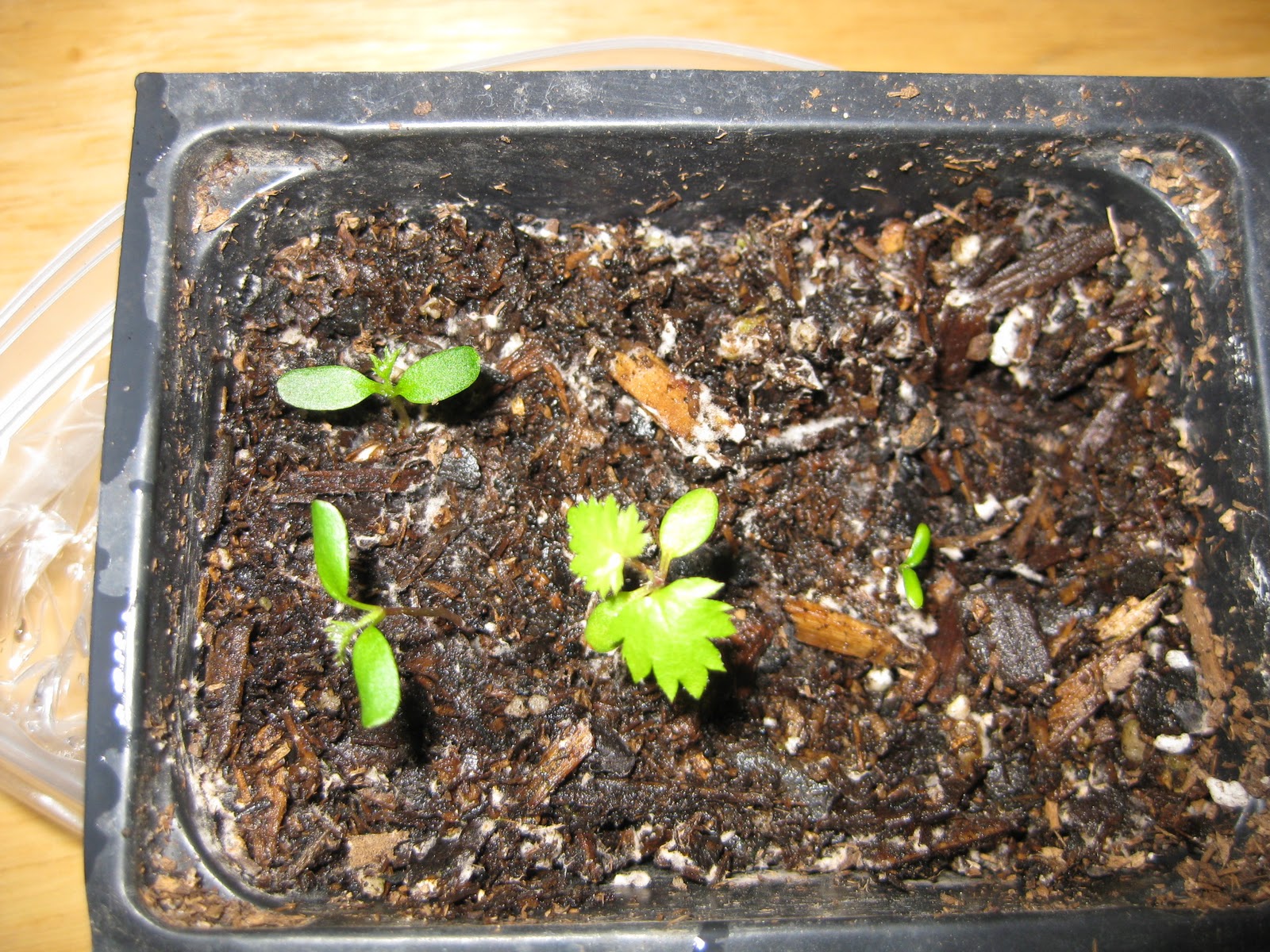 Выращивание малины из семян