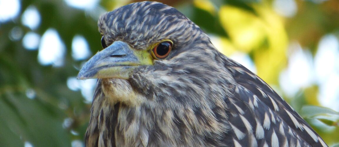 What Kind Of Birds Chirp At Night In Los Angeles?