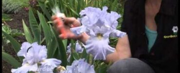 What Month Do You Cut Back Irises?