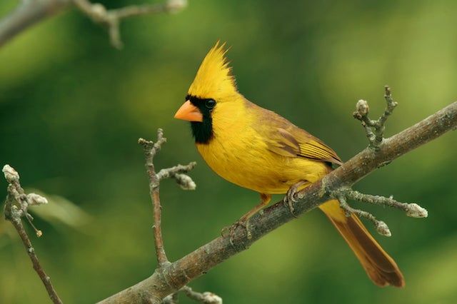 What States Have Yellow Cardinals?