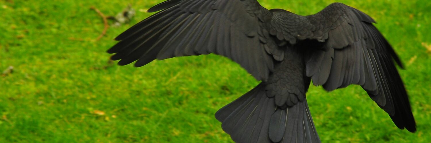What Wing Type Do Crows Have?